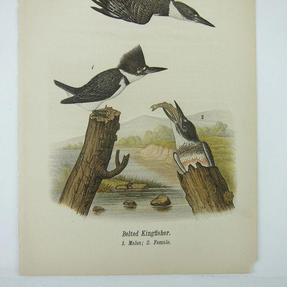 Bird Lithograph Print Belted Kingfisher after John James Audubon Antique 1890 - Picture 3 of 12